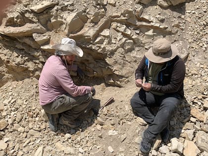 Los paleontólogos italianos intentan hallar el cráneo de Perucetus colossus, ya que revelaría la alimentación que tuvo