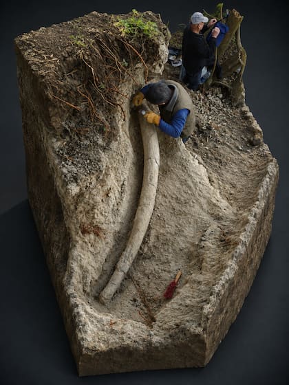 Los paleontólogos removieron el colmillo de 2,34 metros de largo y lo transportaron al museo de Paleontología de San Pedro