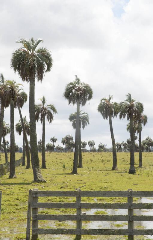 Los palmares de Rocha: 70.000 hectáreas alrededor de Castillos.