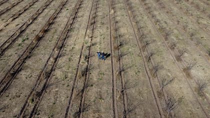 Los Paloma Schiavi tienen 25.500 almendros en 50 hectáreas de campo.