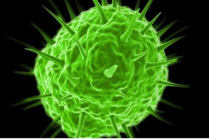 Los pandoravirus, incluidos dentro del grupo de virus gigantes, contienen muchos más genes que un virus normal.