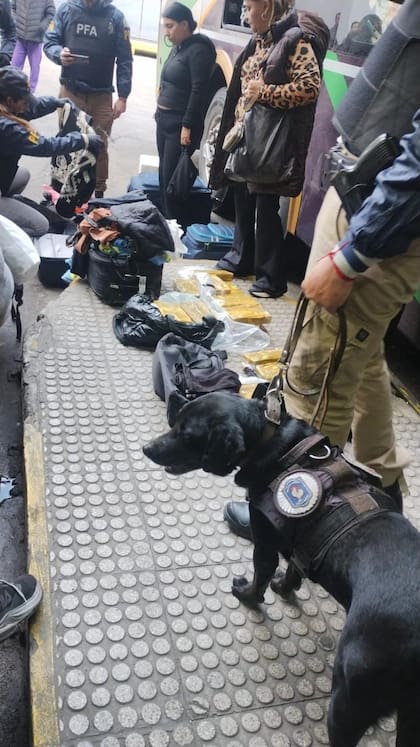 Los panes de cocaína secuestrados en Córdoba