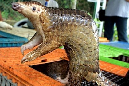 Los pangolines son los mamíferos que con mayor frecuencia se trafican ilegalmente, usados como alimento y medicina tradicional.