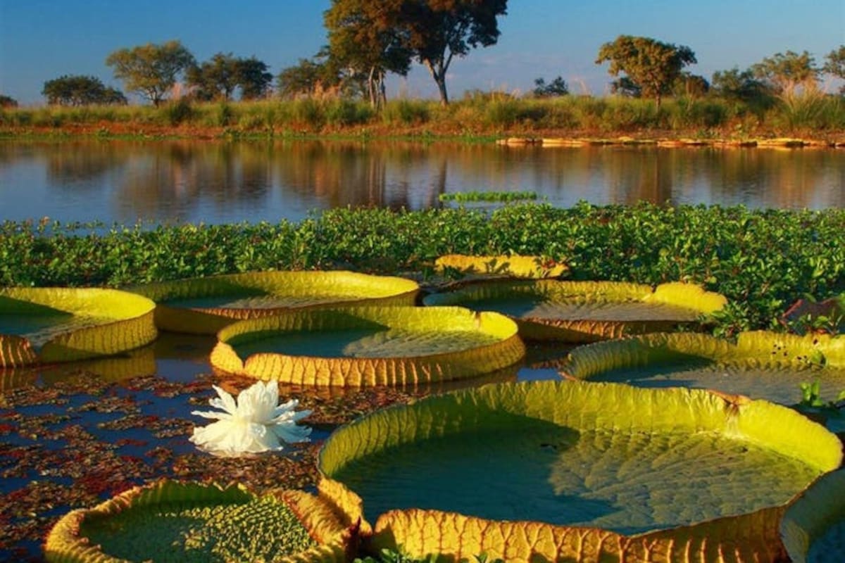 Los parques nacionales Predelta (foto) e Islas de Santa Fe, en el Delta, nuevos ambientes protegidos