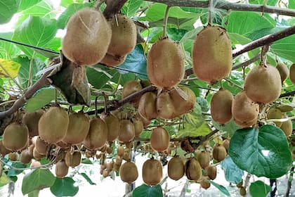 Los parrales, repletos de kiwis