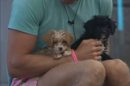 Los participantes discutieron el nuevo nombre de la perrita (Captura video)