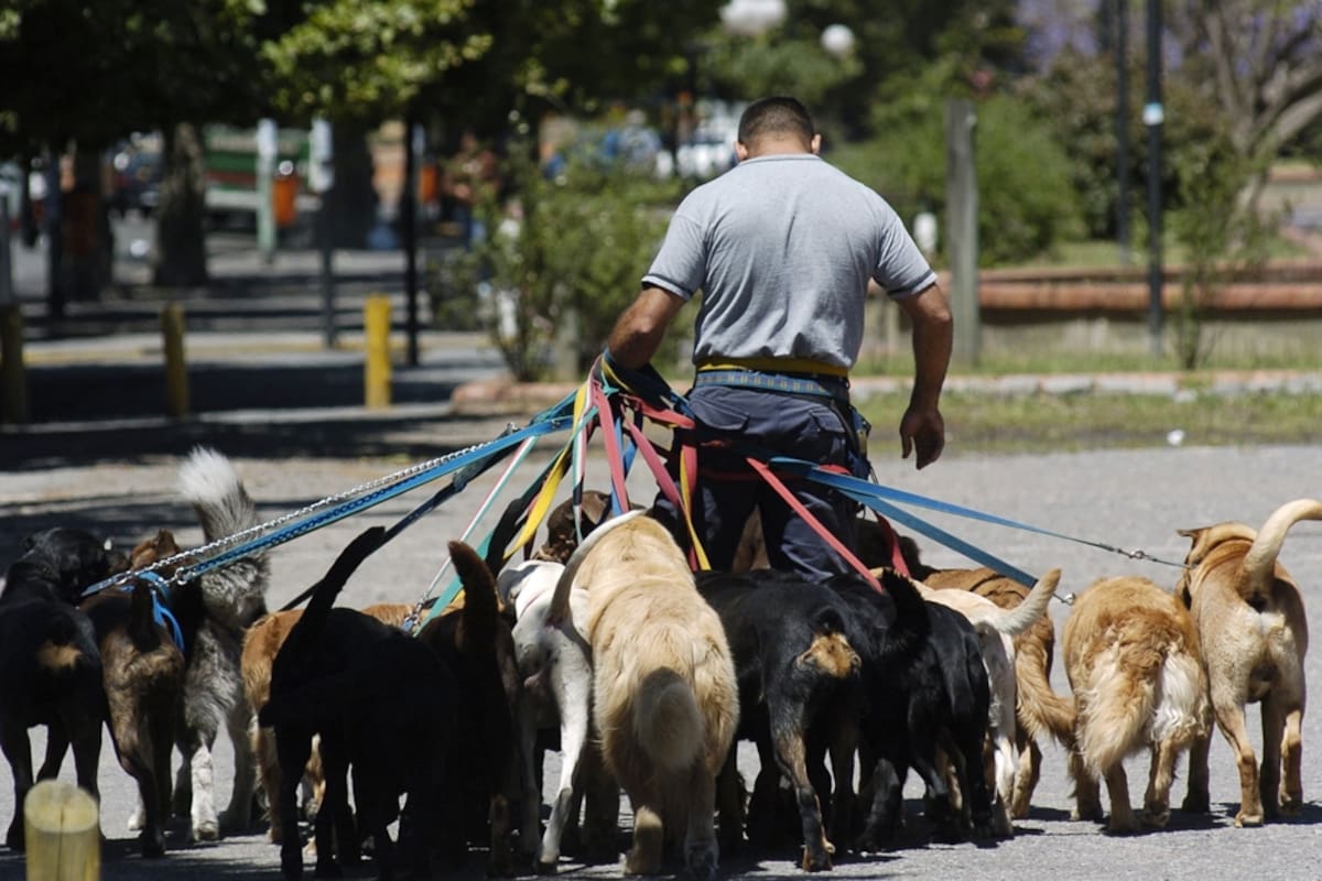 Los paseadores de perros, bajo la lupa de los porteños más quejosos