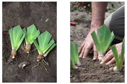 Los pasos de cómo dividir las matas de Iris germanica. Foto Izquierda: paso 5. Foto derecha: paso 6.