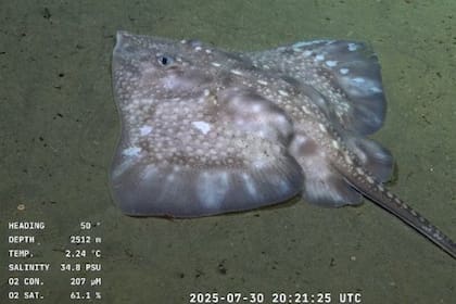 Los pasos para ver el streaming del Conicet en vivo