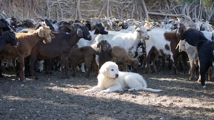 Los Pastores de los Pirineos son una de las razas que mejor se adaptan al proceso de "imprinting" junto con el de Anatolia.