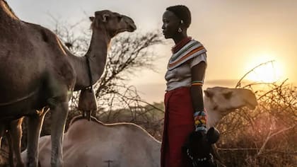 Los pastores que dependen de camellos para obtener leche están sufriendo las consecuencias, ya que diversos estudios indican que el estrés térmico ha reducido su rendimiento lácteo