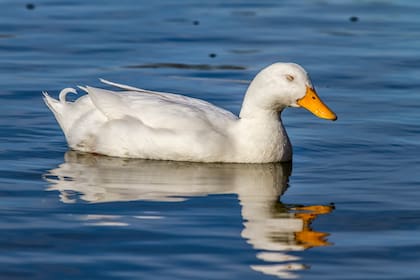 Los patos duermen con un ojo abierto y otro cerrado.