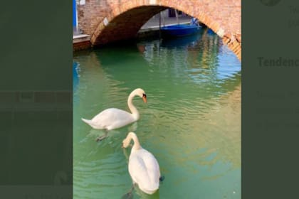 Los patos y cisnes se pasean por los canales sin temor del tránsito de vehículos.
