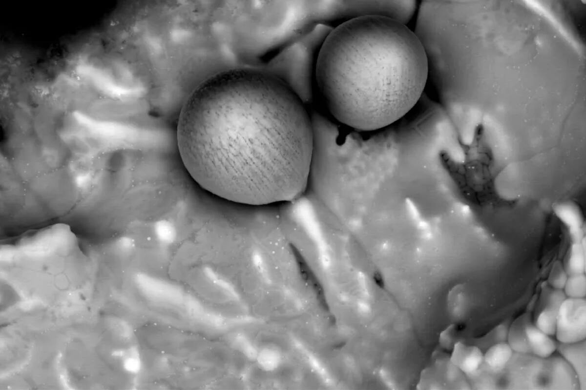 Los patrones descubiertos en las esferas indican que se trata de material interestelar