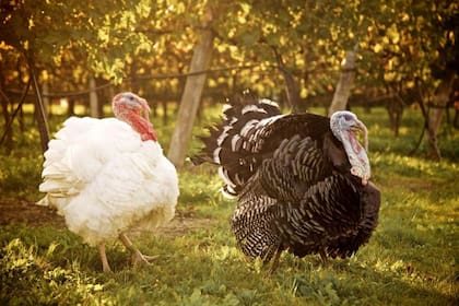 Los pavos criados para consumo humano viven mucho menos que las aves salvajes debido a su corpulencia y métodos de engorda (Archivo)