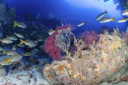 Los peces con una alta capacidad de movimiento habrán huido de la zona, pero las comunidades bentónicas habrán quedado sepultadas bajo la lava del volcán Cumbre Vieja. / Gobierno de Canarias