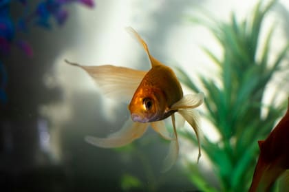 Los peces dotarían de un toque alegre a tu casa
