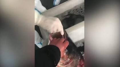 Los peces fueron analizados en marzo durante el brote de Shanghái.