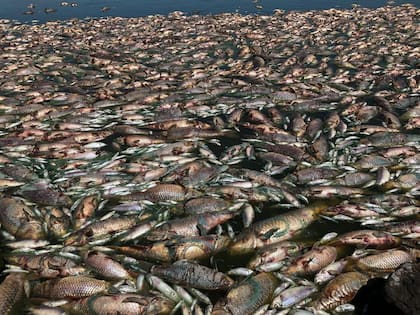 Los peces muertos flotan en el rio