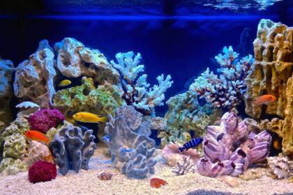 Los peces suelen ser elegidos como mascotas (Foto Pexels)