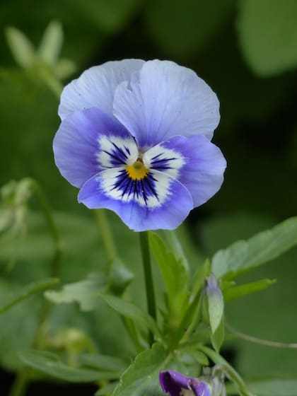 Los pensamientos son particularmente irresistibles para estas criaturas debido a que es una flor muy perfumada
