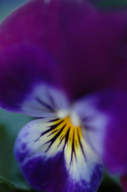 Los pensamientos, unidos a otras flores, expresan una opinión. Un leve error de interpretación de este lenguaje podía desatar disparatados malentendidos.