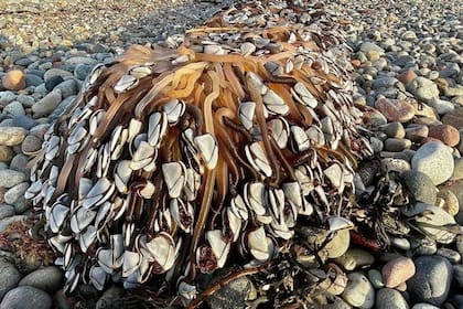Los percebes son crustáceos que forman parte de la familia de los cangrejos y las langostas