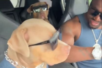 Los perritos bailando al ritmo de los Backstreet Boys con su dueño