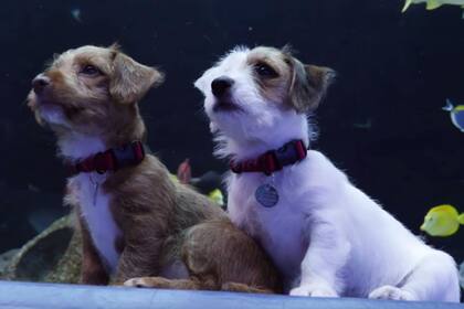 Los perritos disfrutaron del paseo por el acuario sin turistas. Fuente: Upsocl
