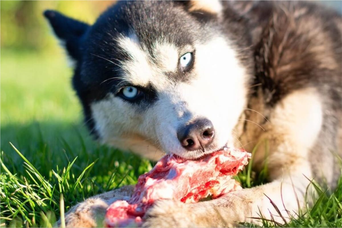 Los perros analizan el alimento antes de ingerirlo. Las razones