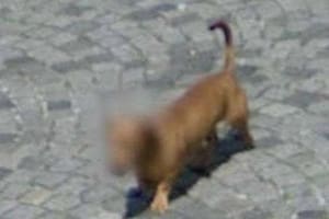 Los perros aparecen con las caras difuminadas en Google Street view, algo que llamó la atención de los usuarios de redes sociales