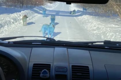 Los perros azules fueron retratados por vecinos que pasaban por el lugar y que se sorprendieron de las imágenes Foto: v.kcom