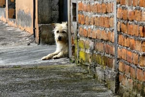 Los perros callejeros están presentes en casi todas las ciudades del mundo