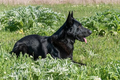 Los perros contraen los parásitos vía oral de las heces de otros animales