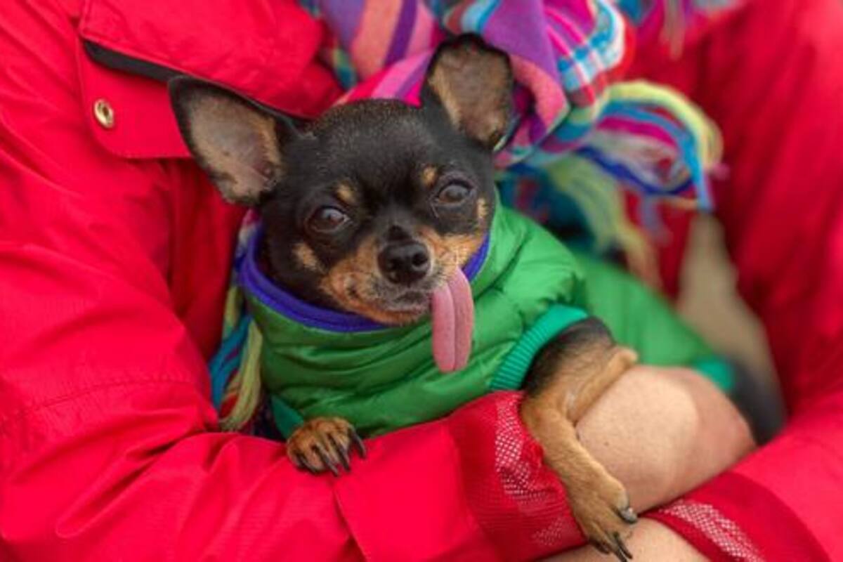 Los perros cuentan con la capacidad de regular su temperatura corporal gracias a su pelaje