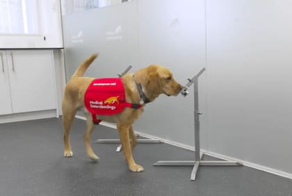 Los perros cuentan con un sentido del olfato hasta 100.000 veces más sensible que el de los humanos