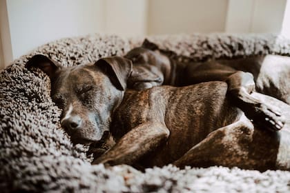 Los perros dan vueltas para controlar la dirección del viento y asegurarse de que su cuerpo estará protegido de las alas o bajas temperaturas