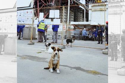 Los perros de Chernóbil se volvieron casi tan famosos como la icónica noria del parque de atracciones de Pripyat