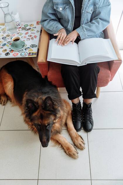 Los perros de compañía no evidenciaron cambios drásticos en sus hábitos