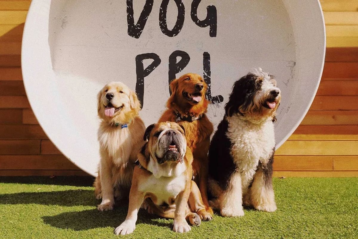 Los perros de gran tamaño o con hocicos chatos suelen tener una esperanza de vida más corta en comparación con los canes pequeños