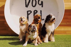 Los perros de gran tamaño o con hocicos chatos suelen tener una esperanza de vida más corta en comparación con los canes pequeños