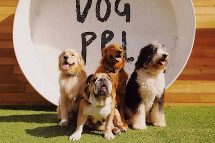 Los perros de gran tamaño o con hocicos chatos suelen tener una esperanza de vida más corta en comparación con los canes pequeños