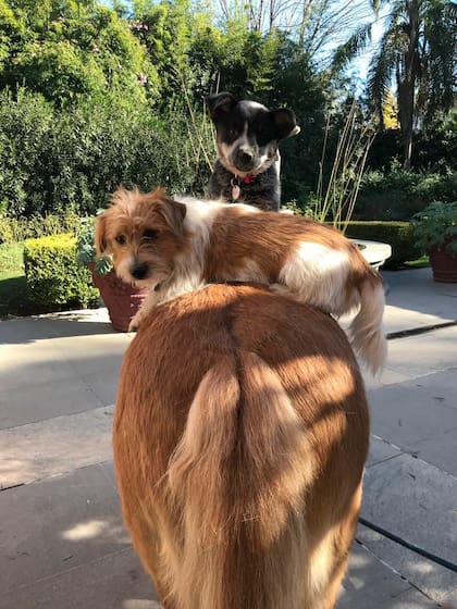 Los perros de la casa suelen subirse a la poni y jugar entre ellos. Al igual que los vecinos más chicos que la visitan y le dan manzanas
