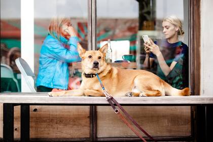 Los perros de Nueva York producen alrededor de 27 mil toneladas de desechos al año