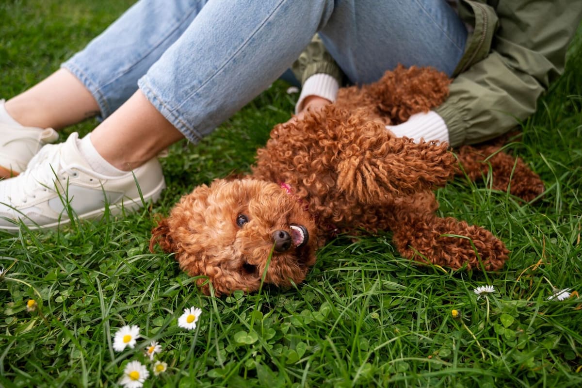 Los perros de raza toy más populares que son ideales para vivir en un departamento
