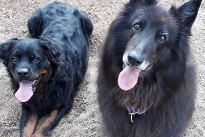 Los perros de Rosa Stefanic, la dueña del hotel Dubrovnik en Villa Gesell: Mirko y Uma