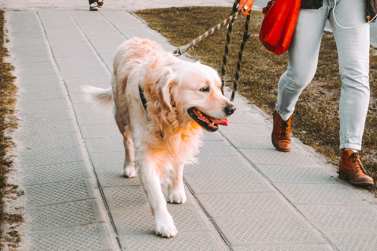 Los perros deberán pasear siempre con correa si sus dueños no quieren enfrentar altas penalidades