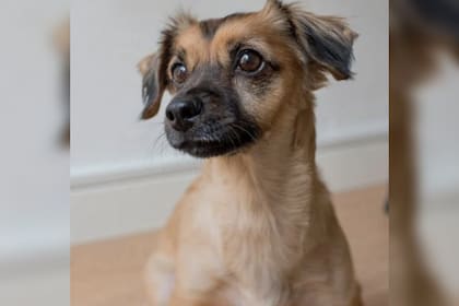 Los perros denominados sin raza requieren los mismo cuidados que sus pares (Foto Pexels)