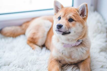 Los perros desarrollaron a lo largo de la historia un método para comprender las palabras humanas