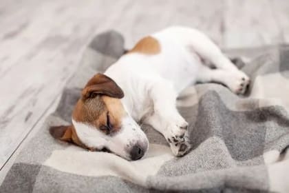 Los perros en edades jóvenes y adultas reparten su tiempo de sueño de una forma peculiar